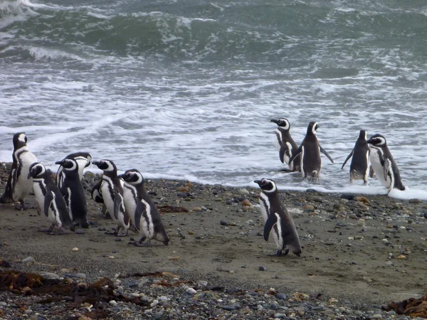 Grupa Pinguins na brzegu w Seno Otway rezerwacji w Chile — Zdjęcie stockowe