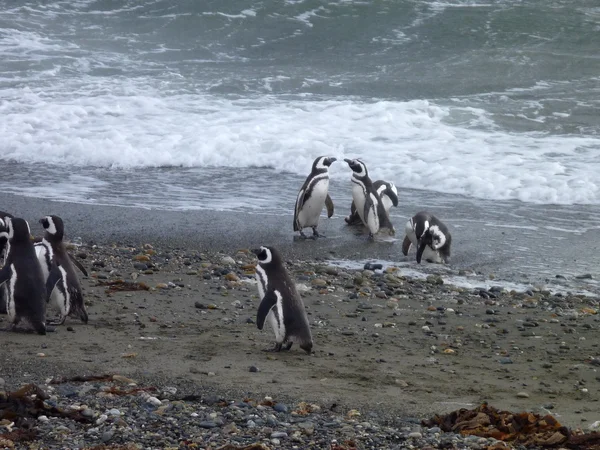 Grupa Pinguins na brzegu w Seno Otway rezerwacji w Chile — Zdjęcie stockowe