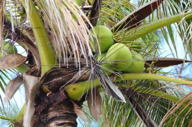 palm Beach üzerinde