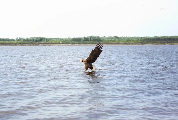 kartal