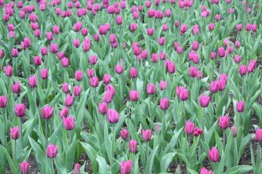 Yelagin Adası 'nın bahçesindeki çiçek tarhında leylak laleler. Lale festivali.