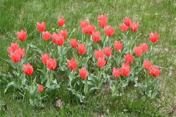 Red Tulips Garden Yelagin Island Tulip Festival Saint Petersburg Russia — Stock Photo, Image