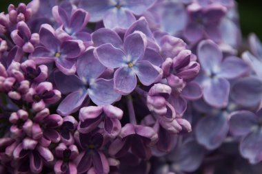 Çiçekli mor leylak