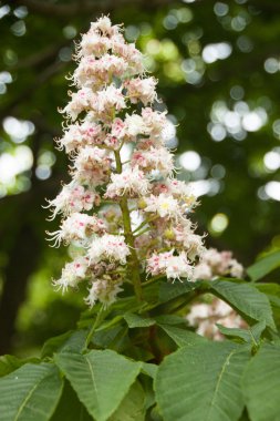 İlkbaharda çiçek açan kestane