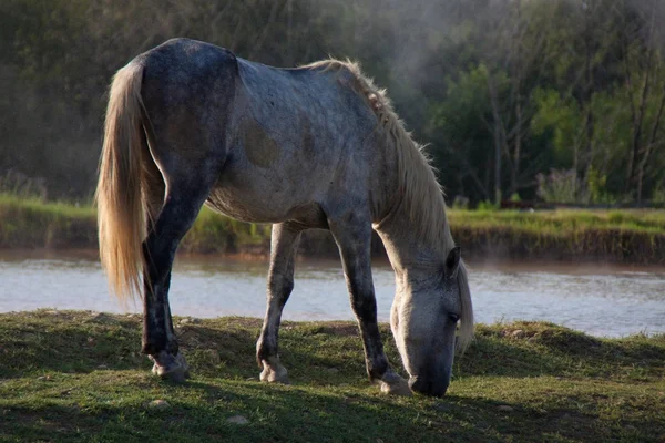 Pferd — Stockfoto