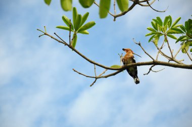 Dal üzerinde ortak ibibik