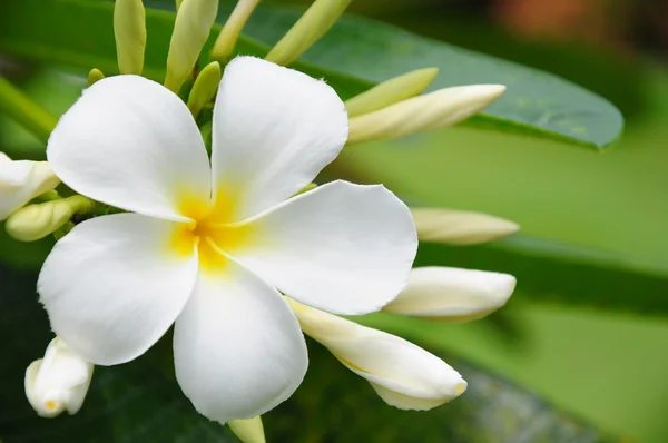 Gros plan Frangipani blanc — Photo