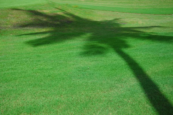 Ombre à noix de coco sur le vert — Photo