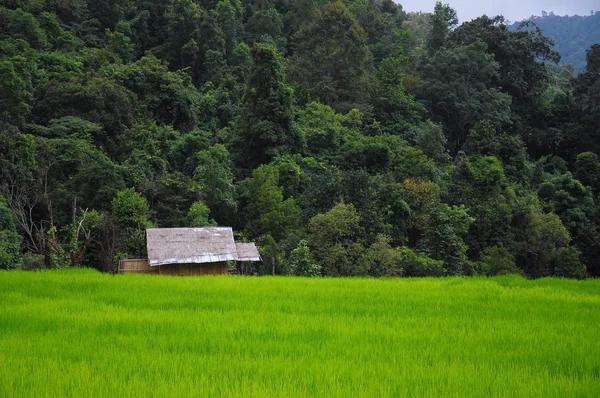 산 배경으로 쌀 필드에 오두막 — 스톡 사진