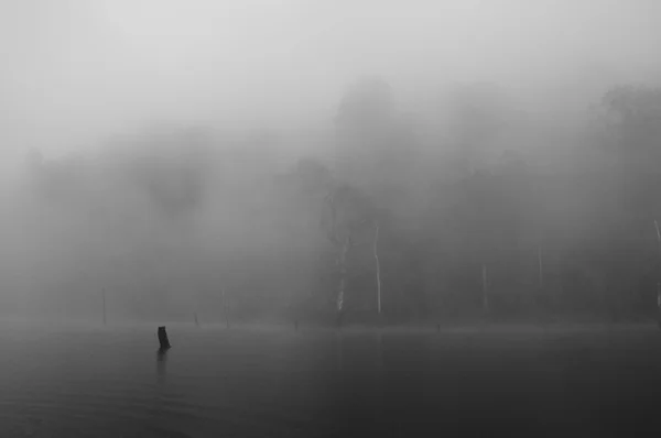 Alberi morti e la nebbia nel lago Foto Stock