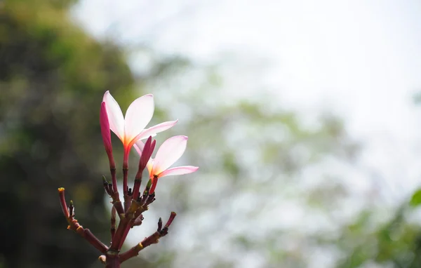 Bokeh ile Frangipani yakın çekim — Stok fotoğraf