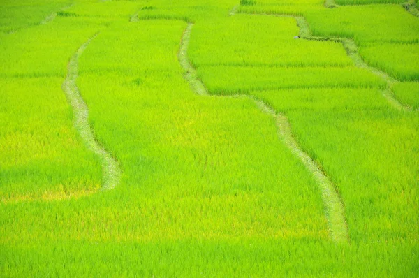 Pola ryżu niełuskanego zielony — Zdjęcie stockowe