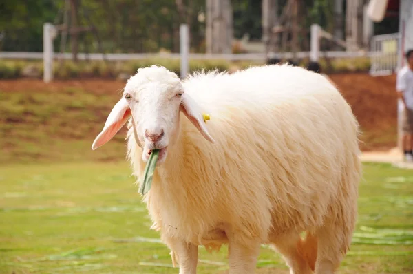 La oveja está masticando hoja — Foto de Stock