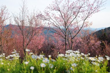 Tayland Sakura veya vahşi Himalaya kiraz
