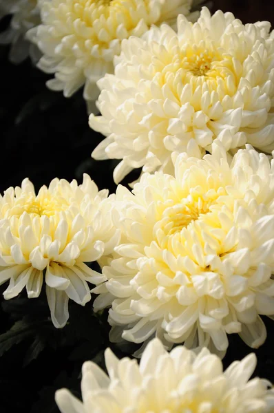 Les belles fleurs blanches de chrysanthème — Photo