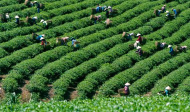 kalabalık Vietnamca çiftçi çay seçici bir çiftlikte