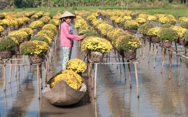 Sa Aralık çiçek alanları, Vietnam
