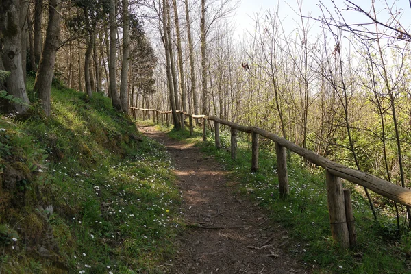 Um caminho através da floresta — Fotografia de Stock