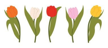 Çiçek tasarımların için izole edilmiş çok renkli laleler. Bahar çiçeği. Kartpostallar ve selamlar için tasarım öğeleri, sevdikleriniz için kart. Vektör illüstrasyonu