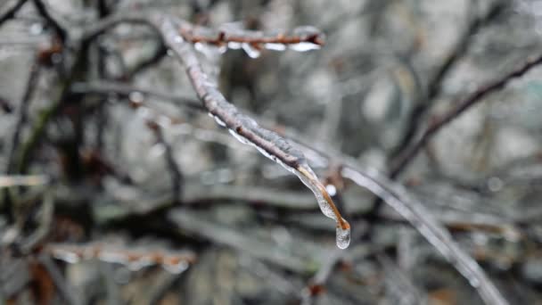 木の枝が凍る 枝の氷 寒い冬 雨の結果が凍る — ストック動画