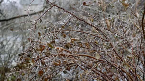 Заморожені Гілки Дерева Лід Гілках Холодна Зима Замерзання Наслідки Дощу — стокове відео
