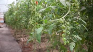 Olgun kırmızı ve olgunlaşmamış domateslerin yakın plan görüntüsü. Seranın içinde yetişen olgun organik meyveler..