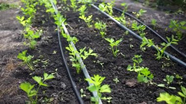 Sera salataları ve sebzeler. Çiftliklerden taze organik sebzeler.