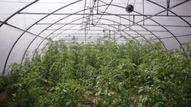 Bahçede sebze serası. Yeşil Rassal serada büyüyor..