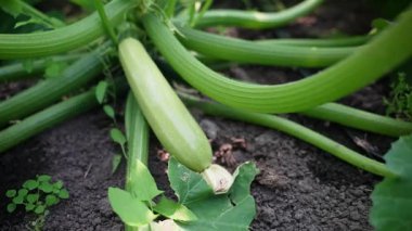 Kabak Bahçesinde Sağlıklı Kabak Bitkileri Büyütmek