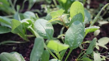Salata ve yeşillikler serada. Sebze çiftliklerinden taze ve organik..