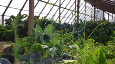 Salata ve yeşillikler serada. Sebze çiftliklerinden taze ve organik..