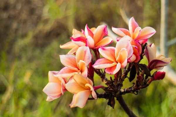 Vackra plumeria blommor — Stockfoto