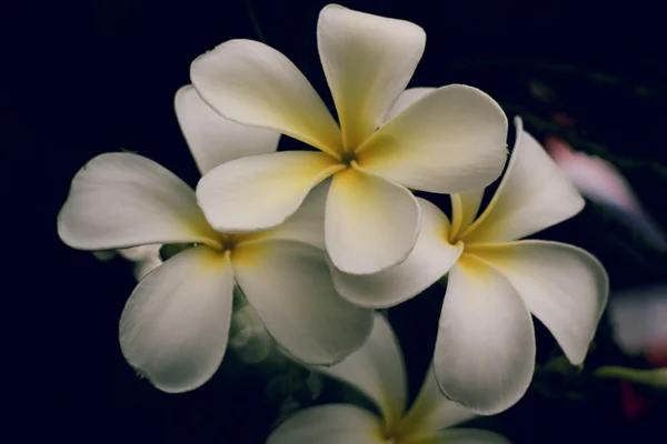 Bellissimi fiori di plumeria — Foto Stock