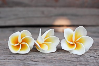 güzel plumeria çiçekler