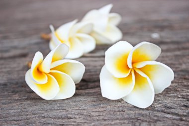 güzel plumeria çiçekler