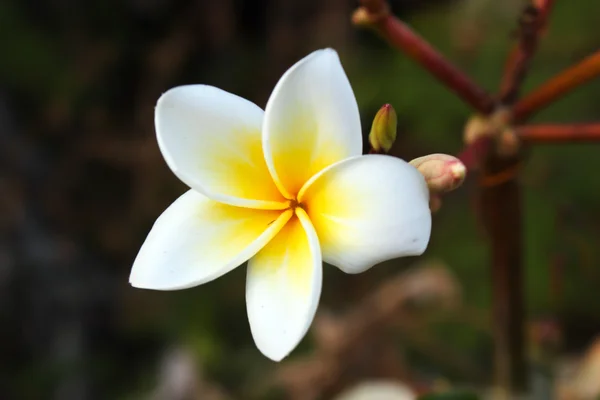 Vackra plumeria blommor — Stockfoto