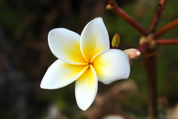 Vackra plumeria blommor — Stockfoto