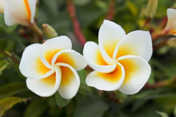 Belles fleurs plumeria — Photo