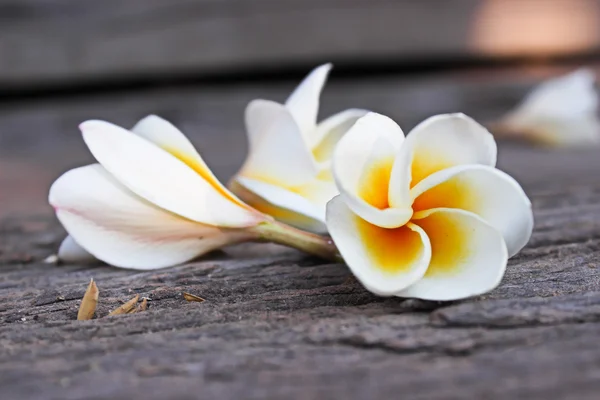 Vackra plumeria blommor — Stockfoto