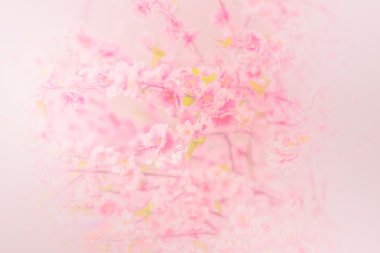 Sakura çiçeği çiçek arka plan için yumuşak odak