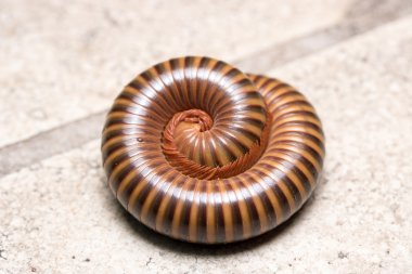 kırkayak beton zemin