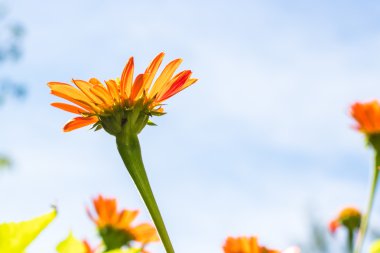 Bahçedeki ayçiçeği