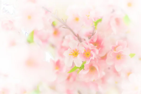Weicher Fokus der Sakura-Blütenblume für Hintergrund — Stockfoto