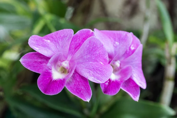 Orquídeas floreciendo en el jardín — Foto de Stock