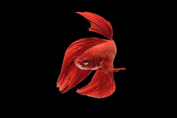 샴 싸우는 물고기의 아름 다운 움직임. — 스톡 사진