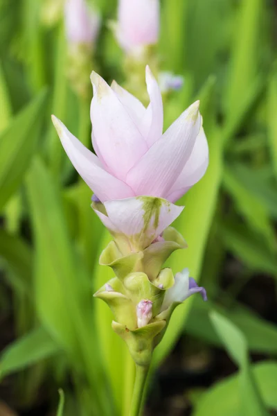 Tulipán Siam en el jardín — Foto de Stock