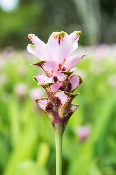 Tulipán Siam en el jardín — Foto de Stock