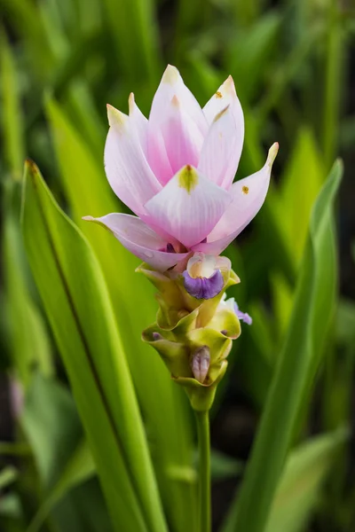 Tulipano Siam in giardino — Foto Stock