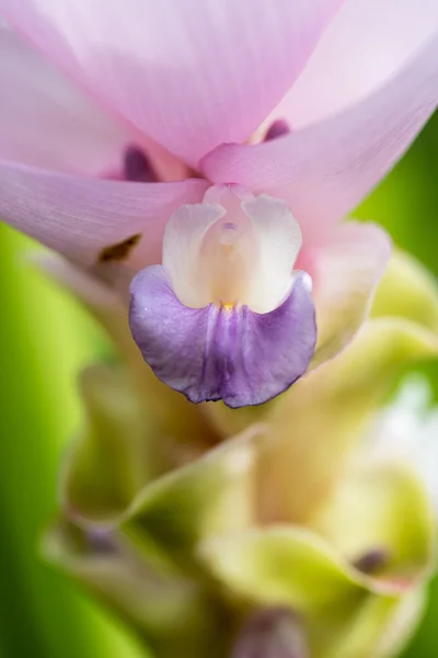 Närbild på Siam Tulip i trädgården — Stockfoto