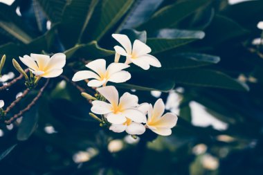 Bahçede güzel plumeria çiçek 